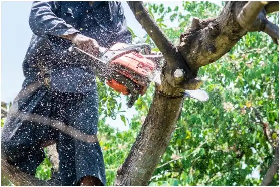 tree services Oklahoma City